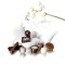 San Coa - Club Chocolat