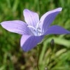 Campanula