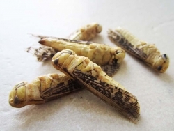 Insekten-Snacks: für den kleinen Hunger zwischendurch