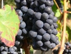 Pestizidbelastung von Weintrauben geht, Dank Greenpeace, zurück