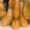 bbeuschel
