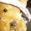 Cookie