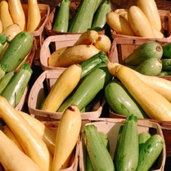 Amt für Lebensmittelsicherheit warnt vor bitteren Zucchini und Kürbissen