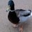 donaldduck