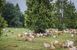 Tierschutz: Transgourmet verabschiedet sich endgültig vom Käfig-Ei