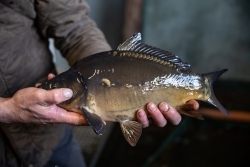 Slow Food: Bewegung fordert mehr Vielfalt in Sachen Fisch