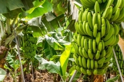 Fairer Discounter: Lidl ermöglicht Umstellung auf Living Wage Bananen