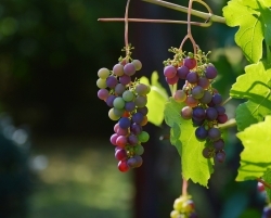Weingut Prinz von Hessen: erster bio-zertifizierter Wein 2024 im Verkauf