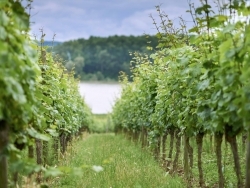 Spitzenpositionen: Weingut Prinz von Hessen räumt bei renommierten Weinpreisen ab